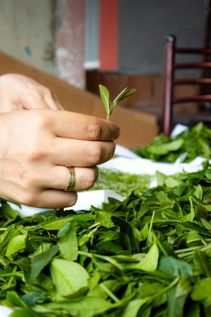 Close-up of hands sorting fresh tea leaves indoors, emphasizing natural tea processing.